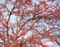 IMG_1043 very red tree